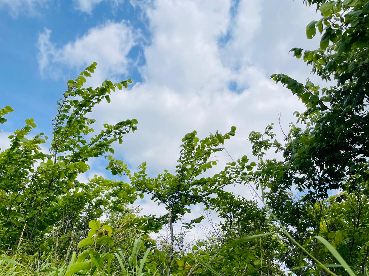 Жара и без осадков: погода в ЗКО на 7 июля